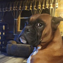 Traylynn - Boxer