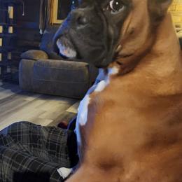 Traylynn - Boxer