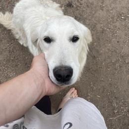 Kodi - Golden Retriever