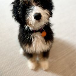 Bernedoodle, Bernese Mountain Dog, and Sheepadoodle All Grown Up from VonDoodles Bernedoodles & Sheepadoodles