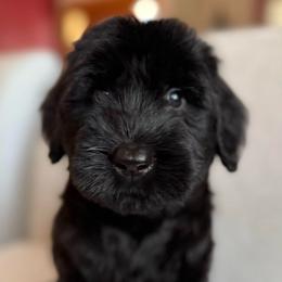 Boy 2 - Black male Giant Schnauzer puppy in Wildomar, California from My Angel Schnauzers