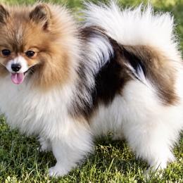 Cinnamon  - Pomeranian
