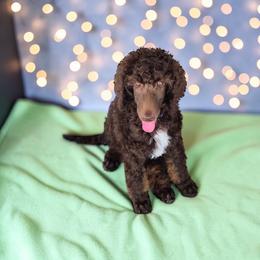 Bailey - Phantom male Poodle puppy in Port Orange, Florida from Daytona’s Standard Poodles