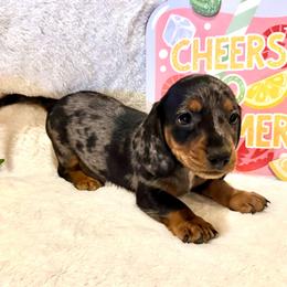 AKC Tavon - Dapple male Dachshund puppy in Colbert, Oklahoma from Brooke Crenshaw