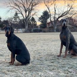 Doberman Pinscher All Grown Up from Morgan Doberman Kennel