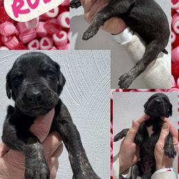 Ruby - Black female Great Dane puppy in Wellsville, New York from Prophecy Danes