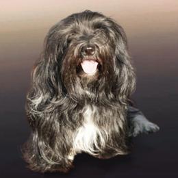 Havanese All Grown Up from Bella Dulce Havanese