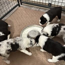 Border Collie Puppies from Roaring River Border Collies
