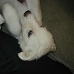 Girl 2 - White female Siberian Husky puppy in Killeen, Texas from Jackson's Siberians