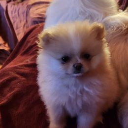 Pomeranian Puppies from La Belle Pomeranians
