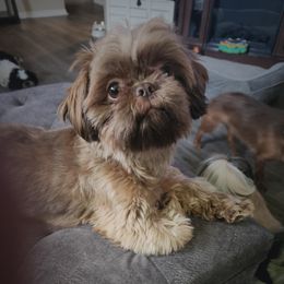 Honey - Shih Tzu