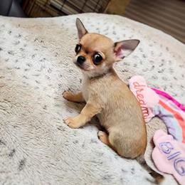 North - Fawn male Chihuahua puppy in Ligonier, Indiana from Country Charm Chihuahuas