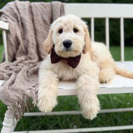 Clyde - Cream male Goldendoodle puppy in Ooltewah, Tennessee from Allison Family Doodles