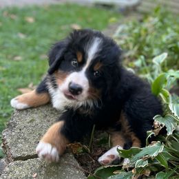 Blue Male Puppy - Black rust and white male Bernese Mountain Dog puppy in Toledo, Ohio from Baby Berners