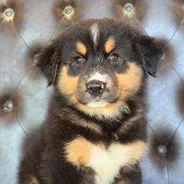 Tucker- Has Tail and Videos - Black tri-color male Australian Shepherd puppy in Troy, South Carolina from Lana Corley- Australian Shepherds of 3/W Farms