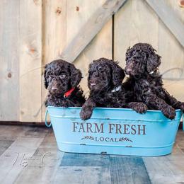 Poodle Puppies from Northern Creek