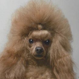 Poodles from Marlis Poodles