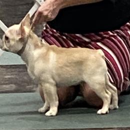 English Bulldog and French Bulldog Puppies from Benedict Family Frenchies, Bulldogs and Danes