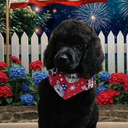 Serena - Black female Poodle puppy in Clearwater, Florida from Poodle Majesty