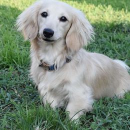 Max - Dachshund