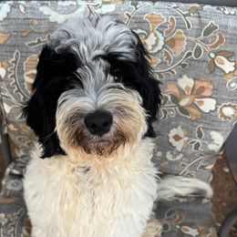 Oak - Black male Australian Labradoodle puppy in Manchaca, Texas from Heartrock Labradoodles