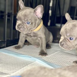 French Bulldog Puppies from Fabled Frenchies