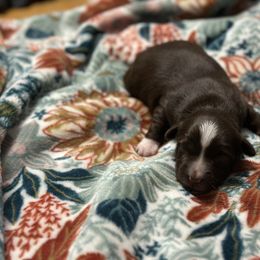 Bell - Red tri female Toy Australian Shepherd puppy in Milton Freewater, Oregon from Sparkling Cross Toy & Mini Aussies