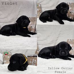 Violet - Black female Labrador Retriever puppy in Boyd, Minnesota from Lindley Labradors