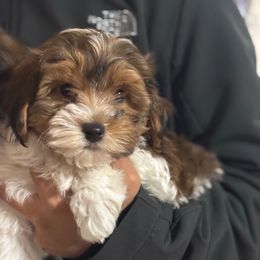 Jackson - Red sable male Havanese puppy in Independence, Iowa from EClair's Havanese