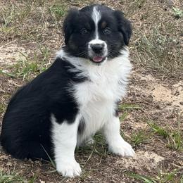 Legend - Black tri-color male Australian Shepherd puppy in Weeki Wachee, Florida from Ace of Spades Australian Shepherds