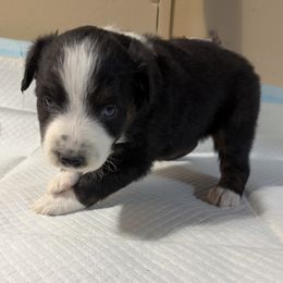 Boy 1 - Black tri male Miniature Australian Shepherd puppy in Olean, New York from Windy River Mini Aussie