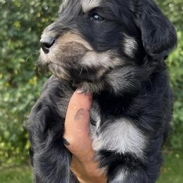 Bernedoodles and Pembroke Welsh Corgis from Standing Oaks Kennel