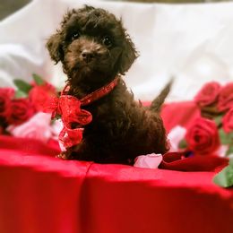 Maltipoo Puppies from Cupcake Cuties