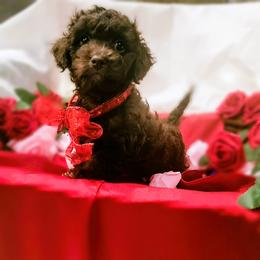 Maltipoo Puppies from Cupcake Cuties