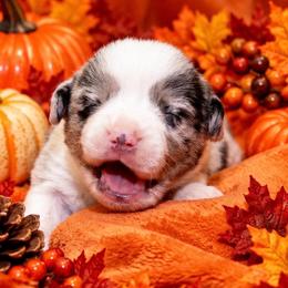 Clay - Blue merle and white male Cardigan Welsh Corgi puppy in Kerens, West Virginia from Leather & Lace