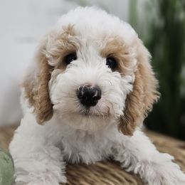 Boy 3 - Labradoodle puppy in Payson, Utah from Utah County Labradoodles
