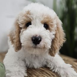 Boy 3 - Labradoodle puppy in Payson, Utah from Utah County Labradoodles