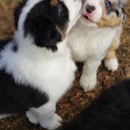 Australian Shepherd Puppies from Foothill Aussies