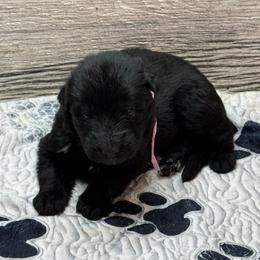 Hami light pink - Black female German Shepherd puppy in Herrick, South Dakota from Dakota Shepherds Kennels