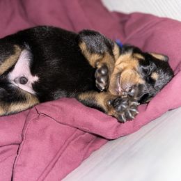 Beauceron Puppies from Shepherd's Heart Beaucerons