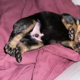 Beauceron Puppies from Shepherd's Heart Beaucerons