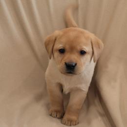Icy - Yellow female Labrador Retriever puppy in Camden, Indiana from Camden's Caring Canines