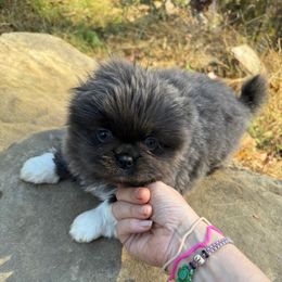 AKC Teagan - Gray male Pekingese puppy in Cumming, Georgia from Imperial Pekingese