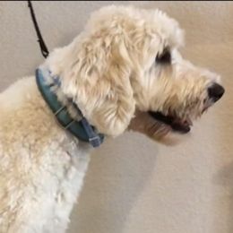Liky - Goldendoodle