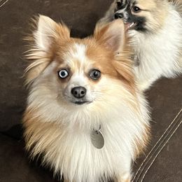 Pomeranians from The Pom Squad