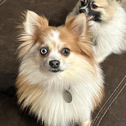 Pomeranians from The Pom Squad