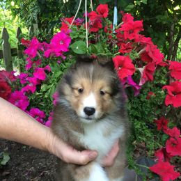 Shetland Sheepdog Puppies from Belmar Shetland Sheepdogs