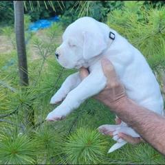 Dogo Argentino Puppies from K&B Southern Oregon Argentino Dogos