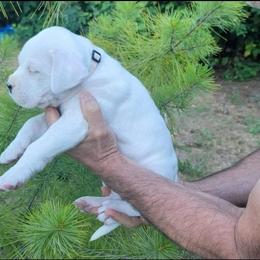 Dogo Argentino Puppies from K&B Southern Oregon Argentino Dogos