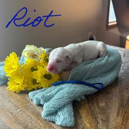Riot - White and black male Dalmatian puppy in Mount Vernon, Missouri from Spots & Spirals
